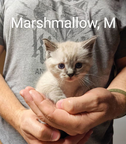 Marshmallow