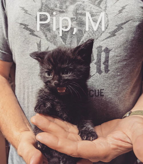 Pip