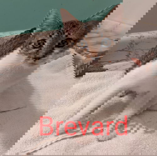 Brevard