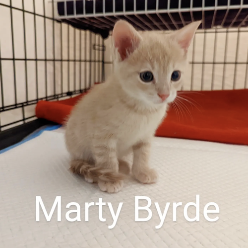 Marty Byrde