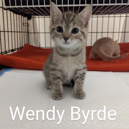Wendy Byrde