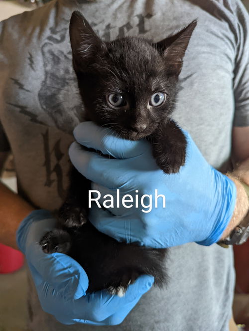 Raleigh