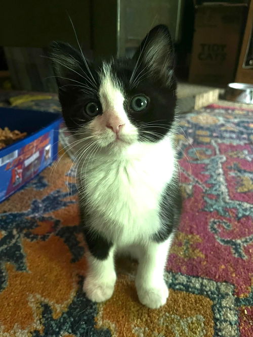 Sirius Black