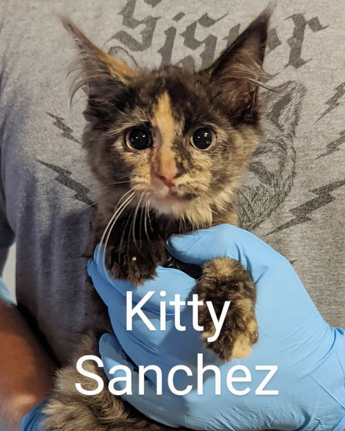 Kitty Sanchez