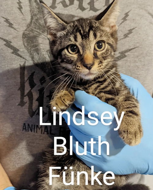 Lindsey Bluth Fünke