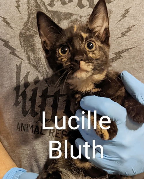 Lucille Bluth
