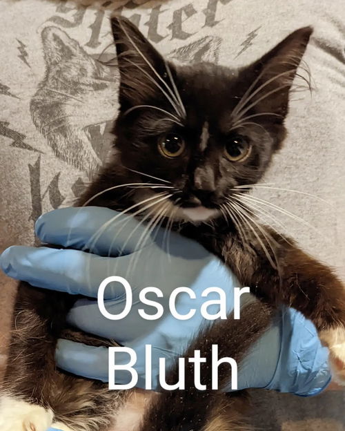 Oscar Bluth