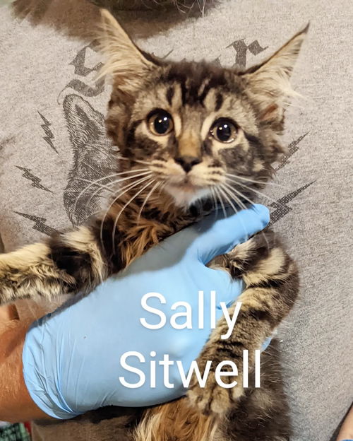 Sally Sitwell