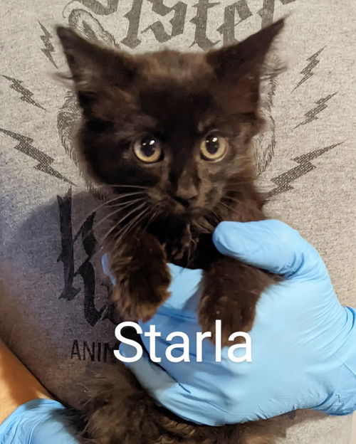 Starla