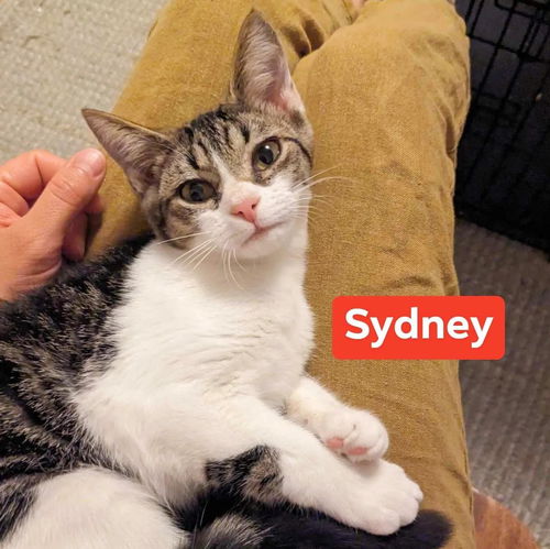 Sydney
