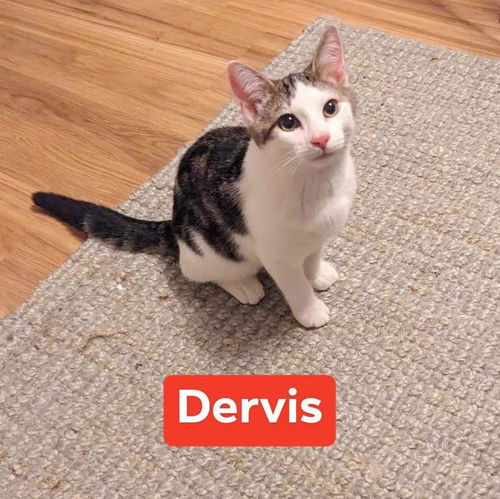 Dervis