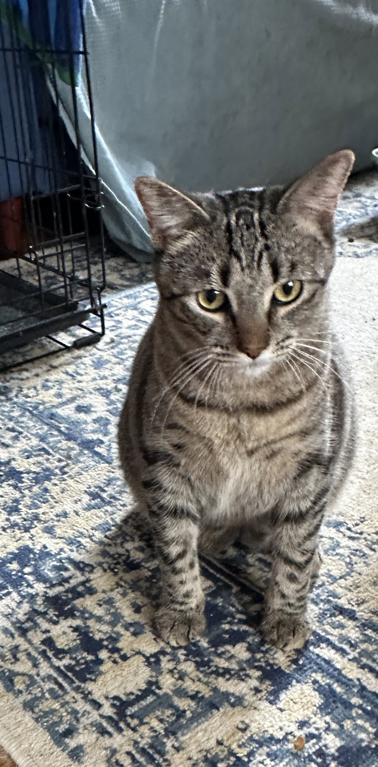 Duchess