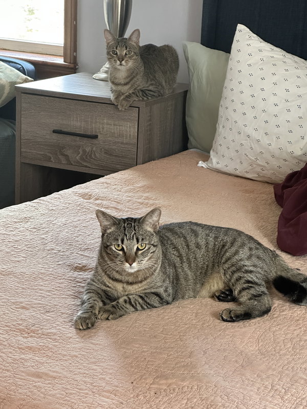 Duchess