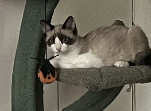 Lily, an adoptable Domestic Short Hair in Maggie Valley, NC