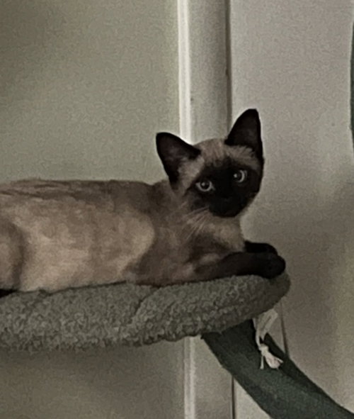 Leia, an adoptable Domestic Short Hair in Maggie Valley, NC