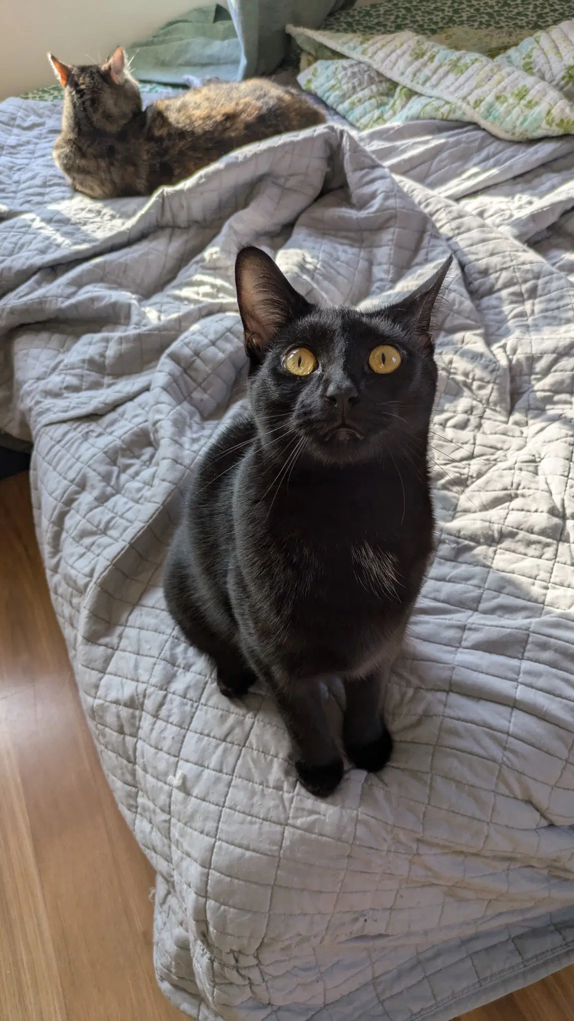 Casey - Domestic Short Hair