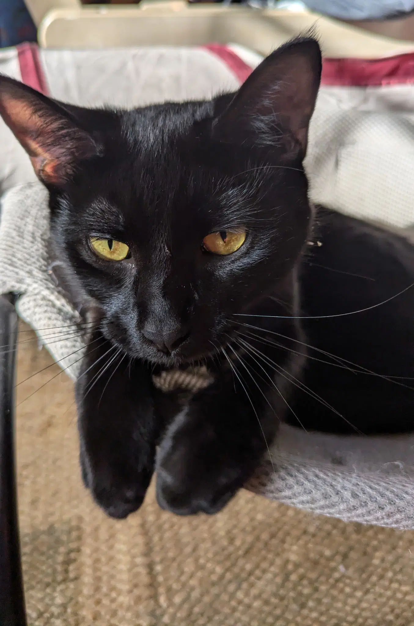 Casey image 2