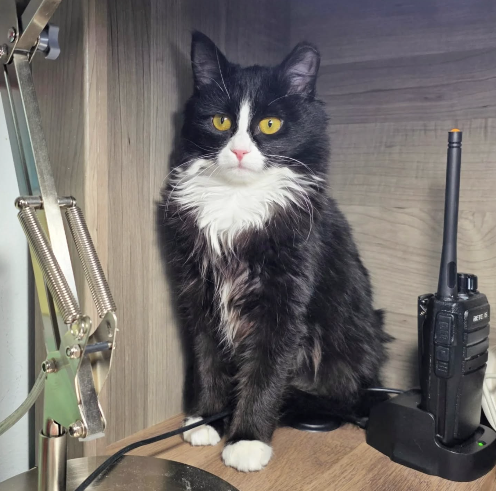 Tammy Image