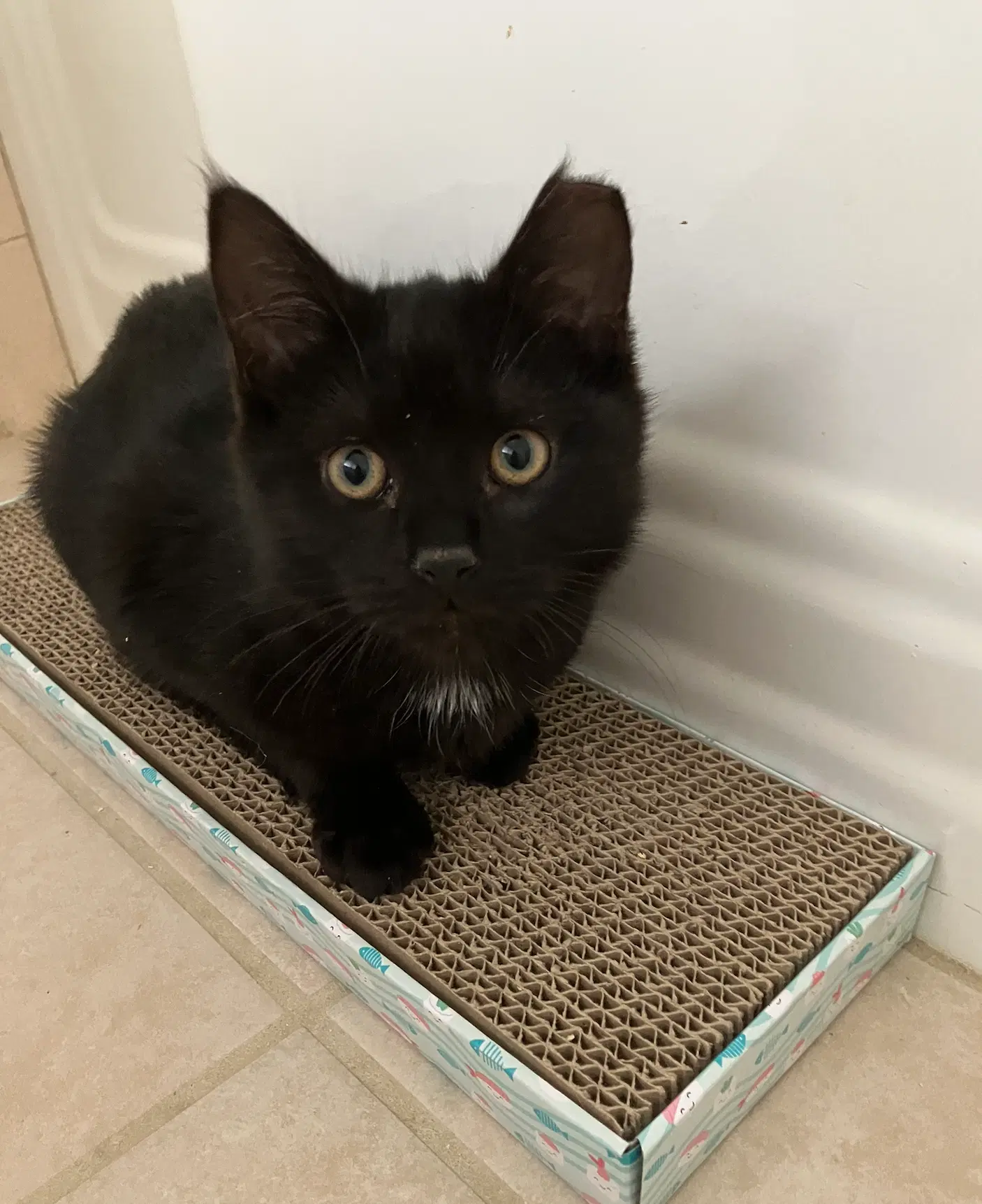 Glisan - Domestic Short Hair