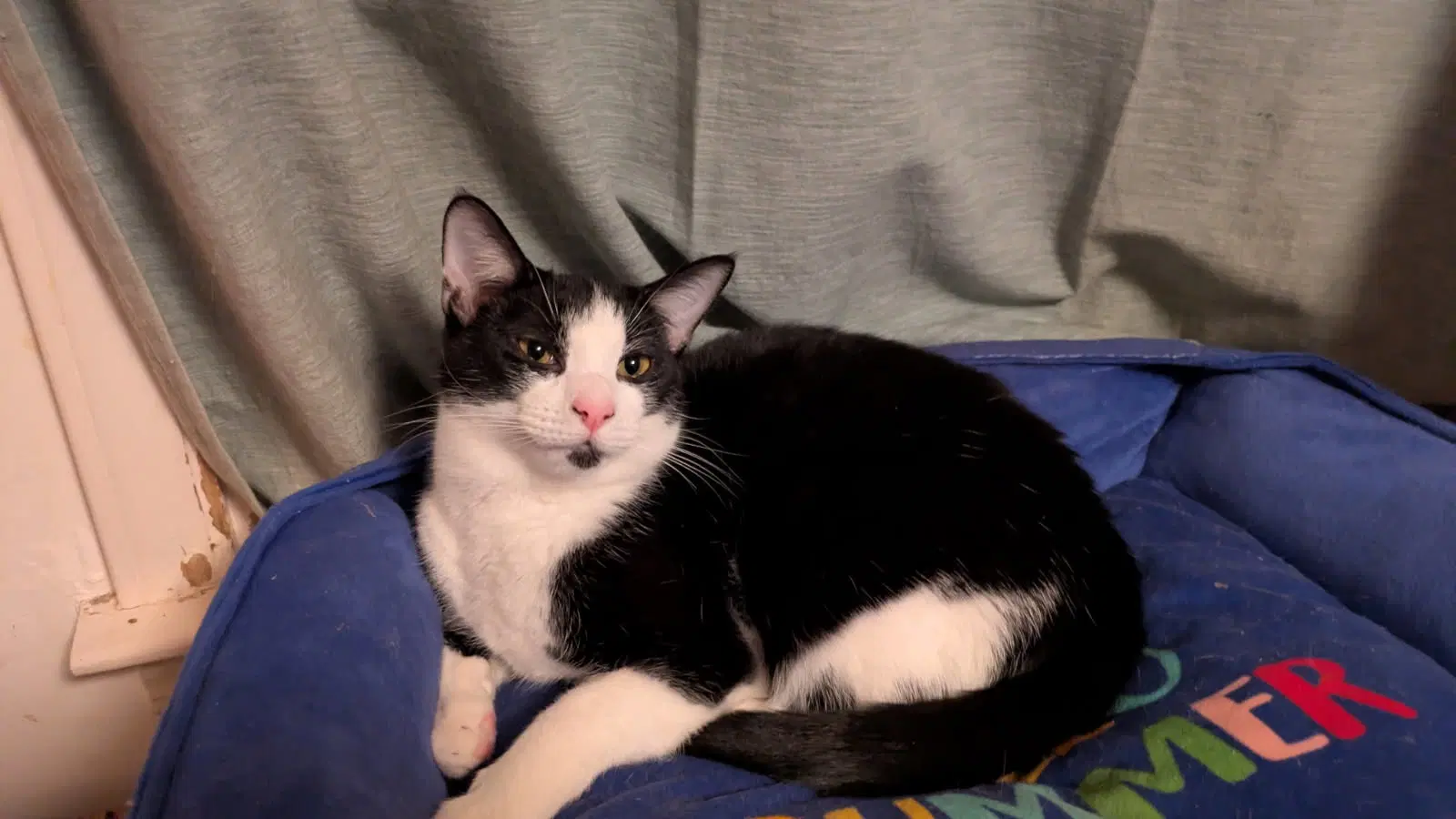 Corina - Domestic Short Hair