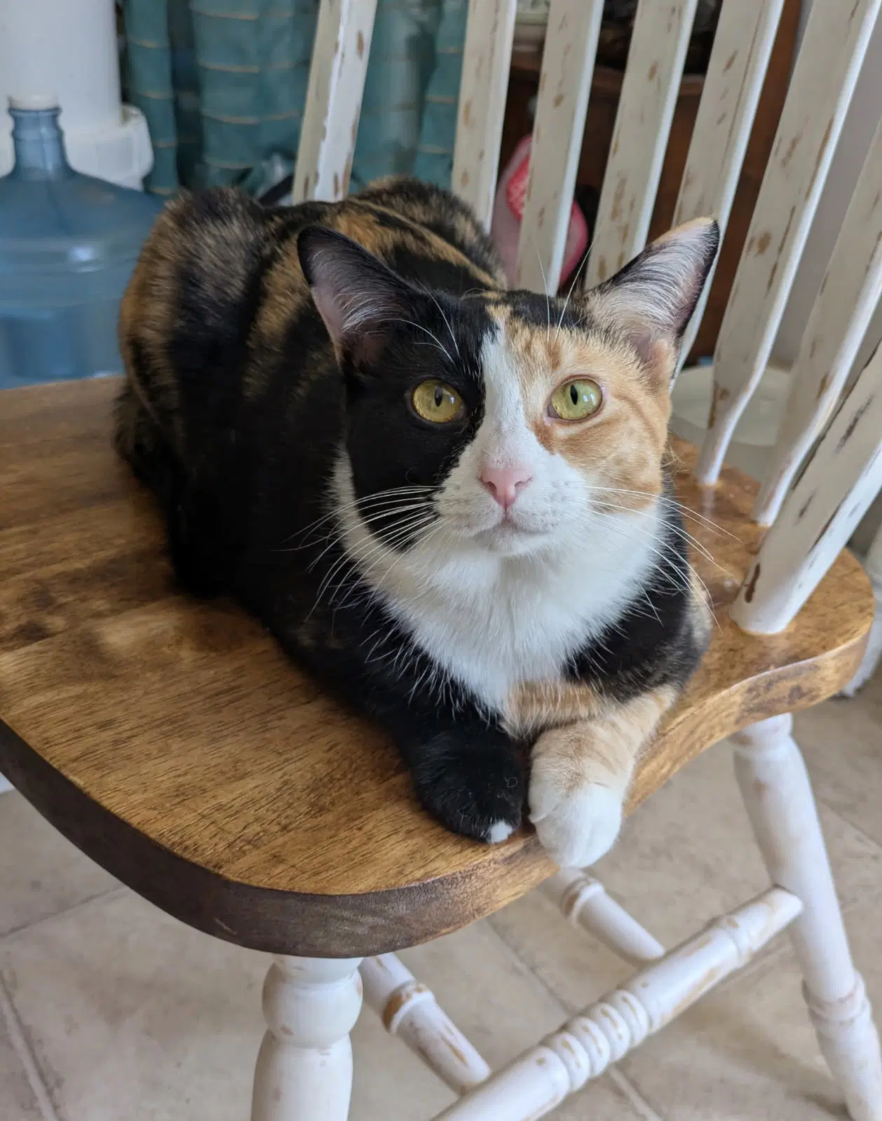 Mermaid - Domestic Short Hair
