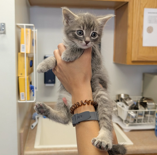 Chai, an adoptable Domestic Short Hair in Maggie Valley, NC