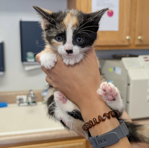Lavender, an adoptable Domestic Short Hair in Maggie Valley, NC