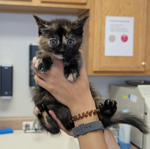 Chamomile, an adoptable Domestic Short Hair in Maggie Valley, NC