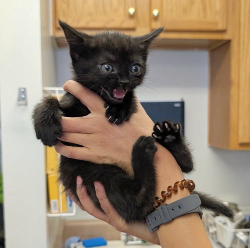Darjeeling, an adoptable Domestic Short Hair in Maggie Valley, NC