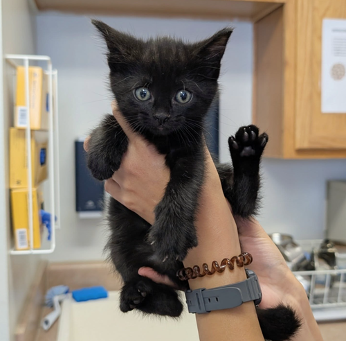 Oolong, an adoptable Domestic Short Hair in Maggie Valley, NC
