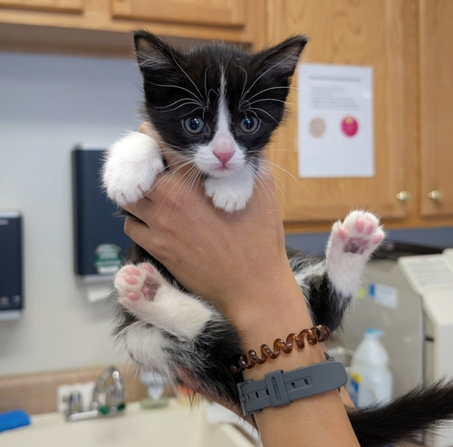 Rose, an adoptable Domestic Short Hair in Maggie Valley, NC