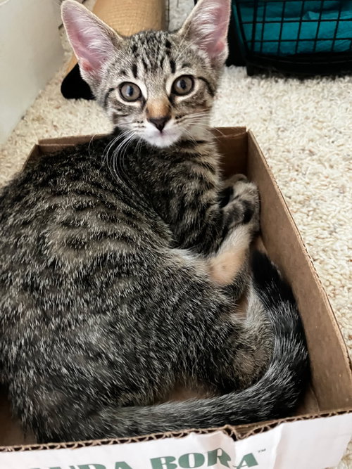 Judd Nelson, Baby Domestic Short Hair / Mixed (short coat), cat for adoption in Asheville, North Carolina
