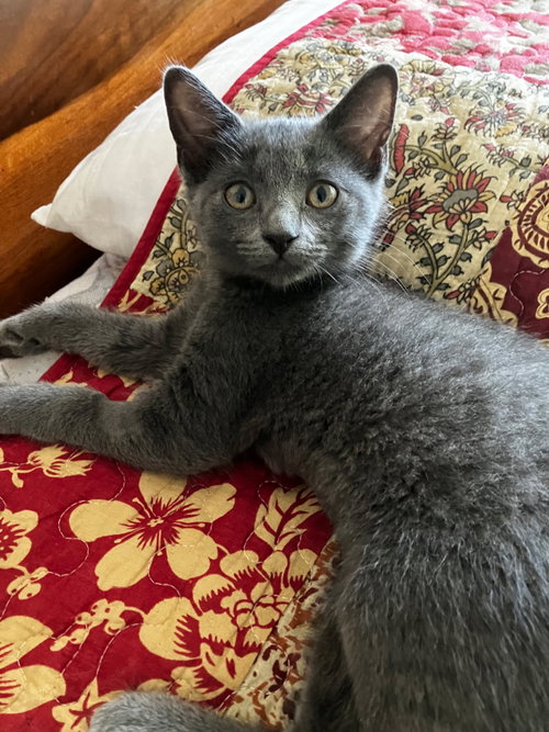 Molly Ringwald, Baby Domestic Short Hair / Mixed (short coat), cat for adoption in Asheville, North Carolina