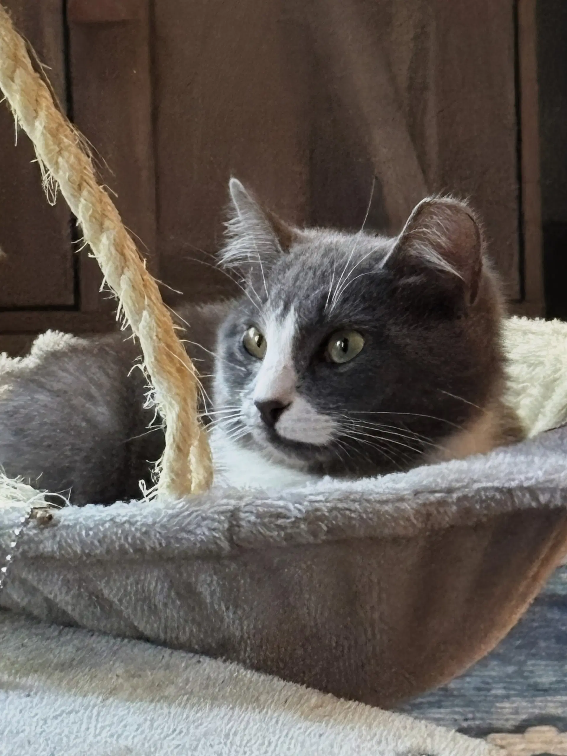 Nova - Domestic Short Hair