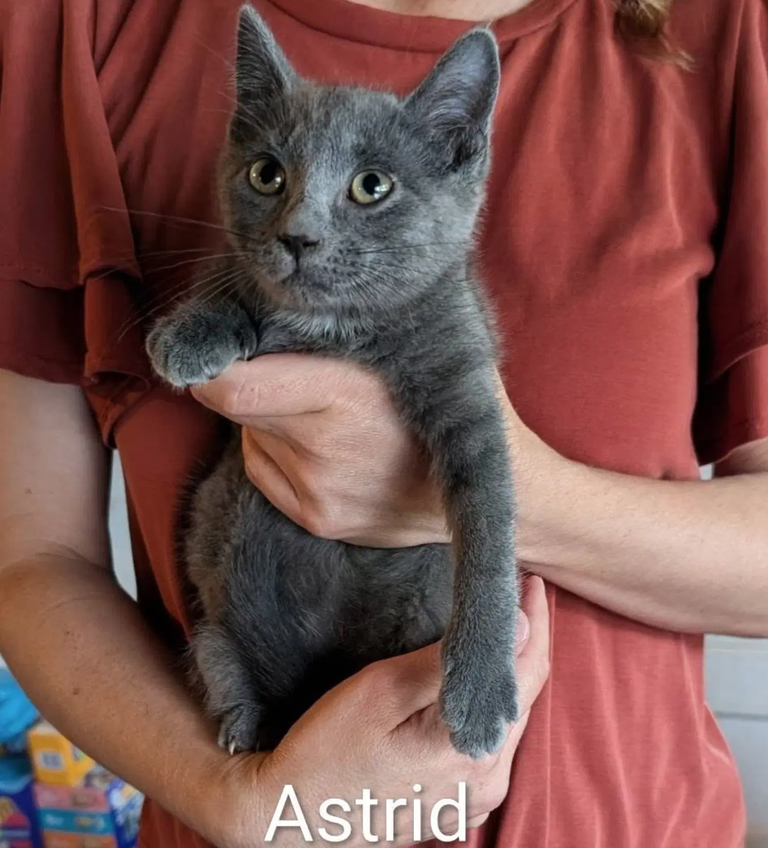 Astrid - Domestic Short Hair