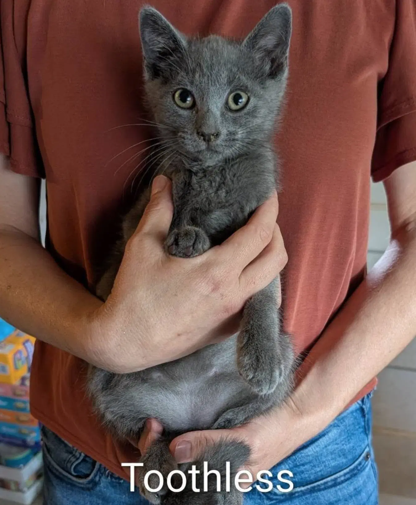 Toothless - Domestic Short Hair
