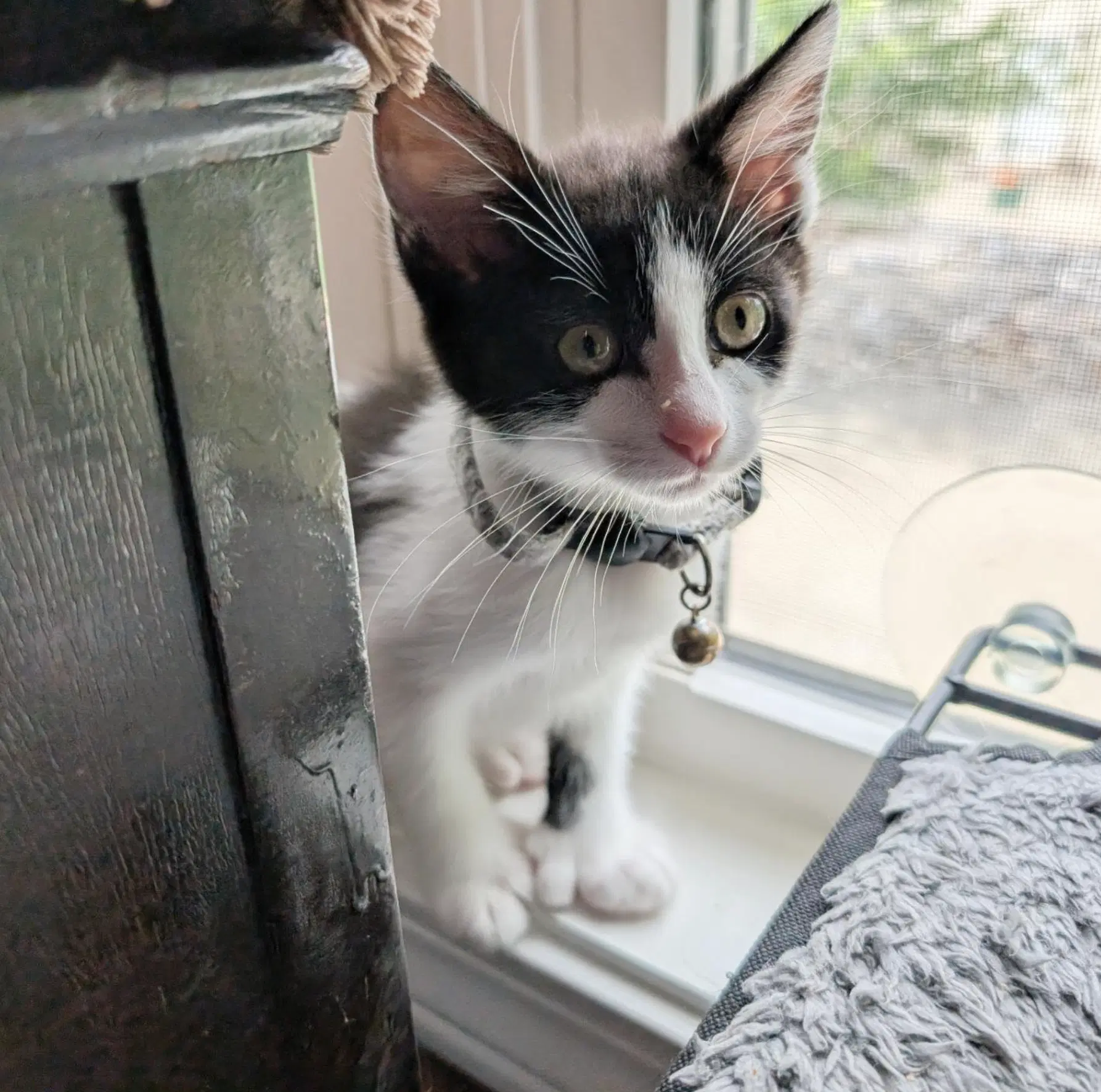 Trixie Mattel - Extra-Toes Cat (Hemingway Polydactyl)