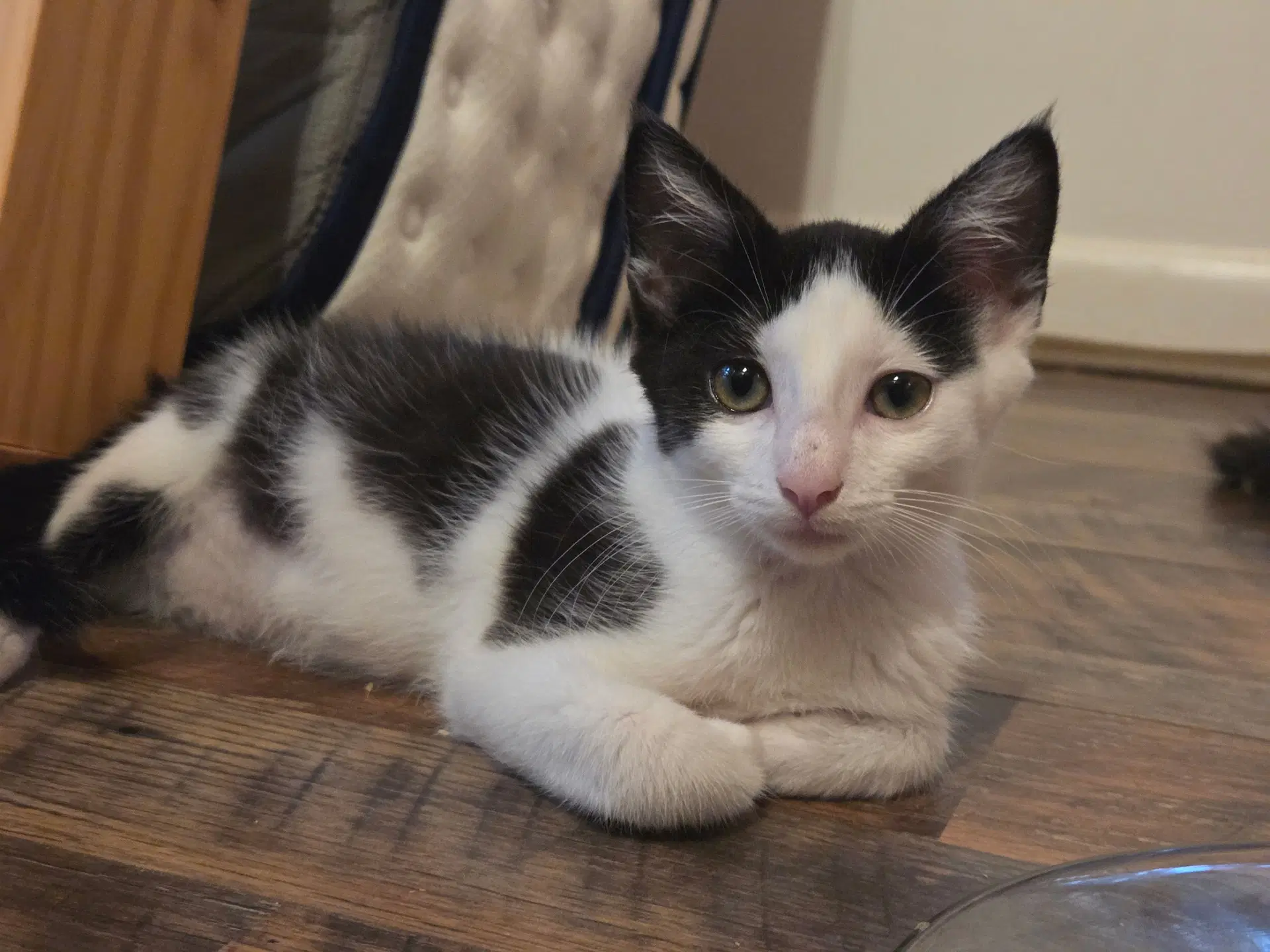 Cookie - Domestic Short Hair