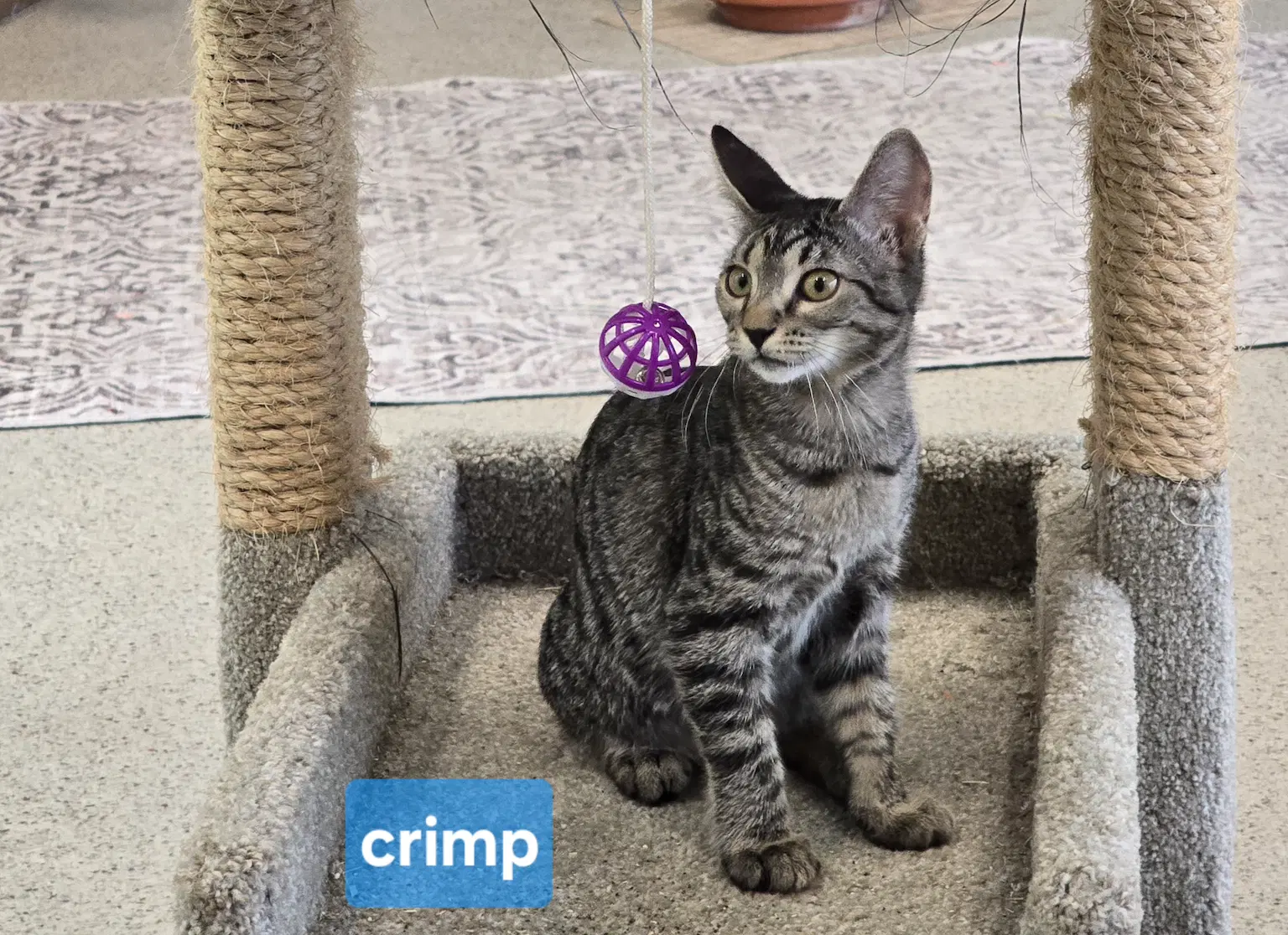 Crimp - Domestic Short Hair