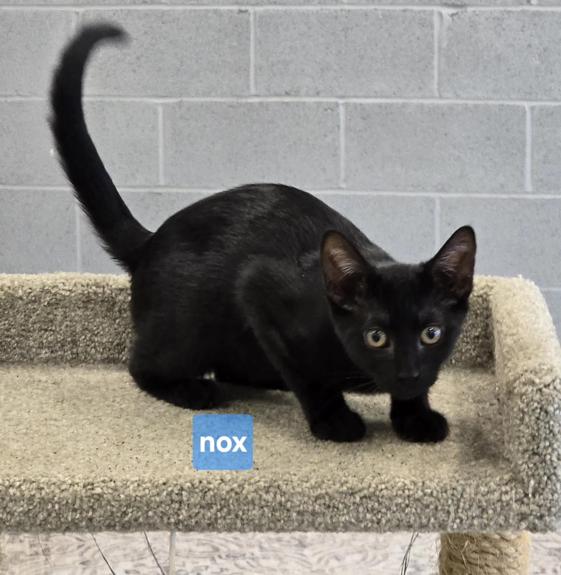 Nox - Domestic Short Hair