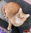 adoptable Cat in maryville, TN named Fireball