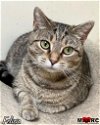 adoptable Cat in maryville, TN named Felicia