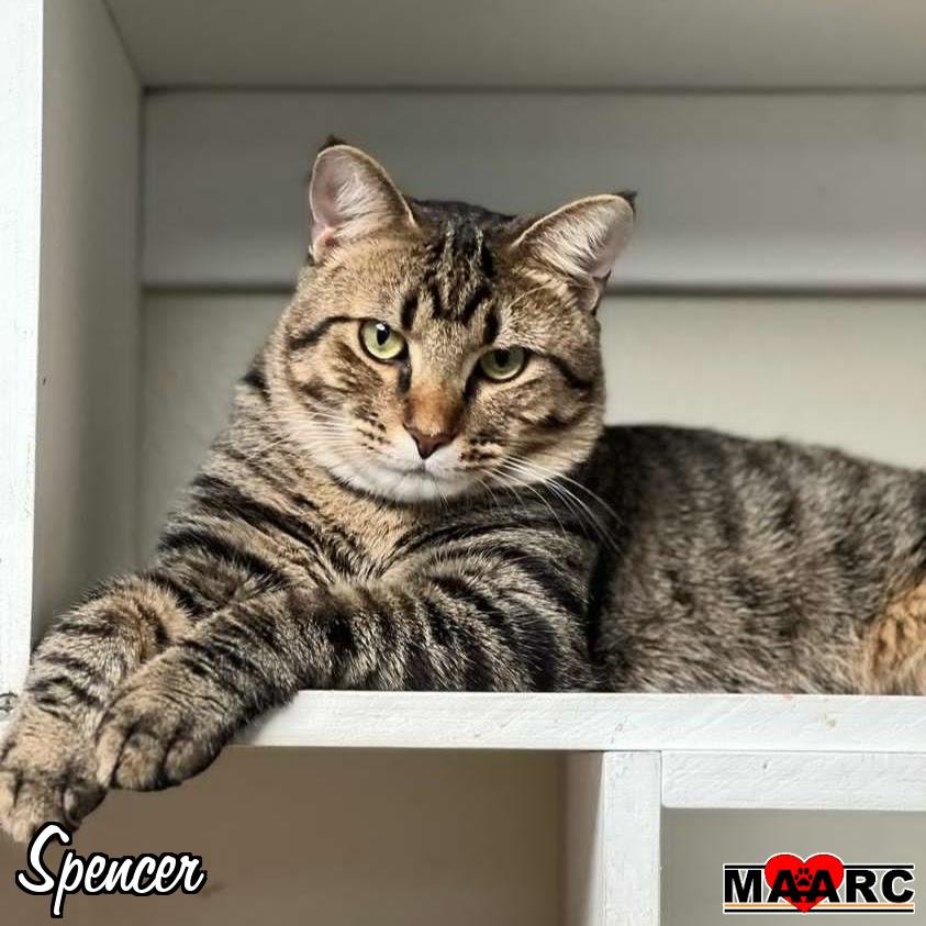 adoptable Cat in Maryville, TN named Spencer