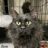 adoptable Cat in maryville, TN named Beanie