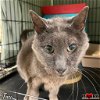 adoptable Cat in , TN named Taco