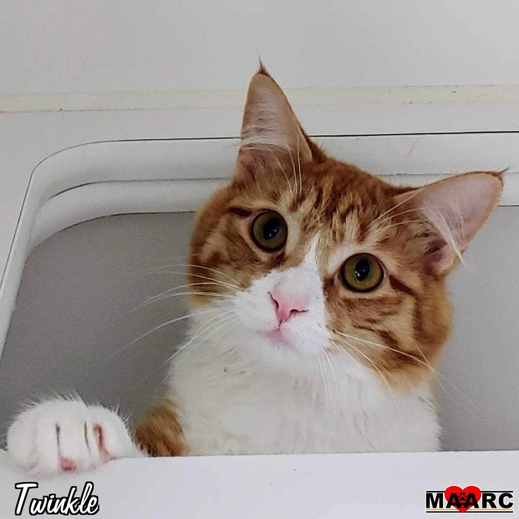 adoptable Cat in Maryville, TN named Twinkle