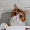 adoptable Cat in , TN named Twinkle