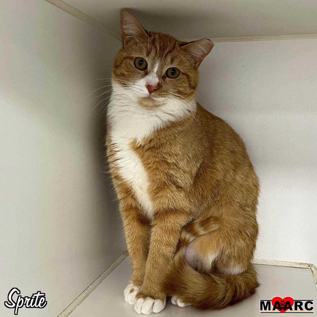 adoptable Cat in Maryville, TN named Sprite