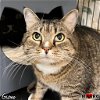 adoptable Cat in maryville, TN named Gizmo