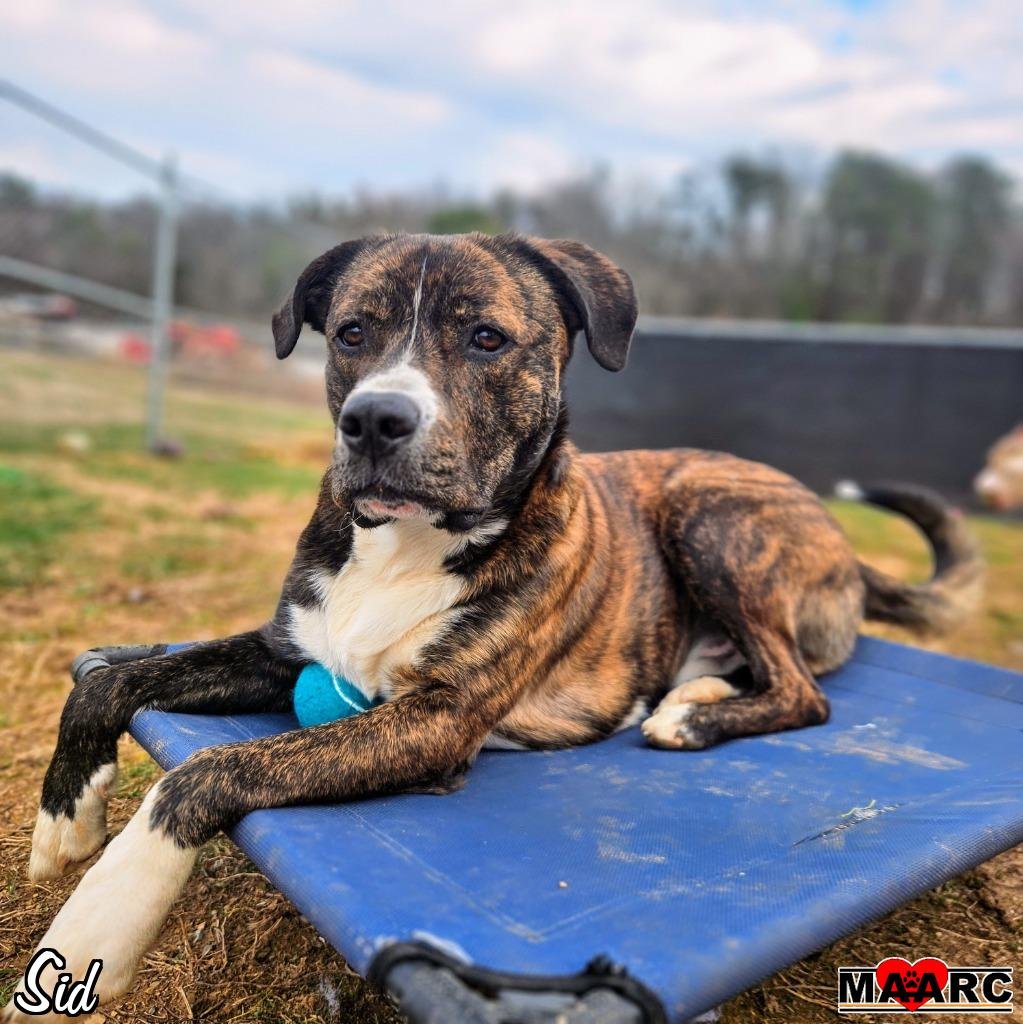 adoptable Dog in Maryville, TN named Sid